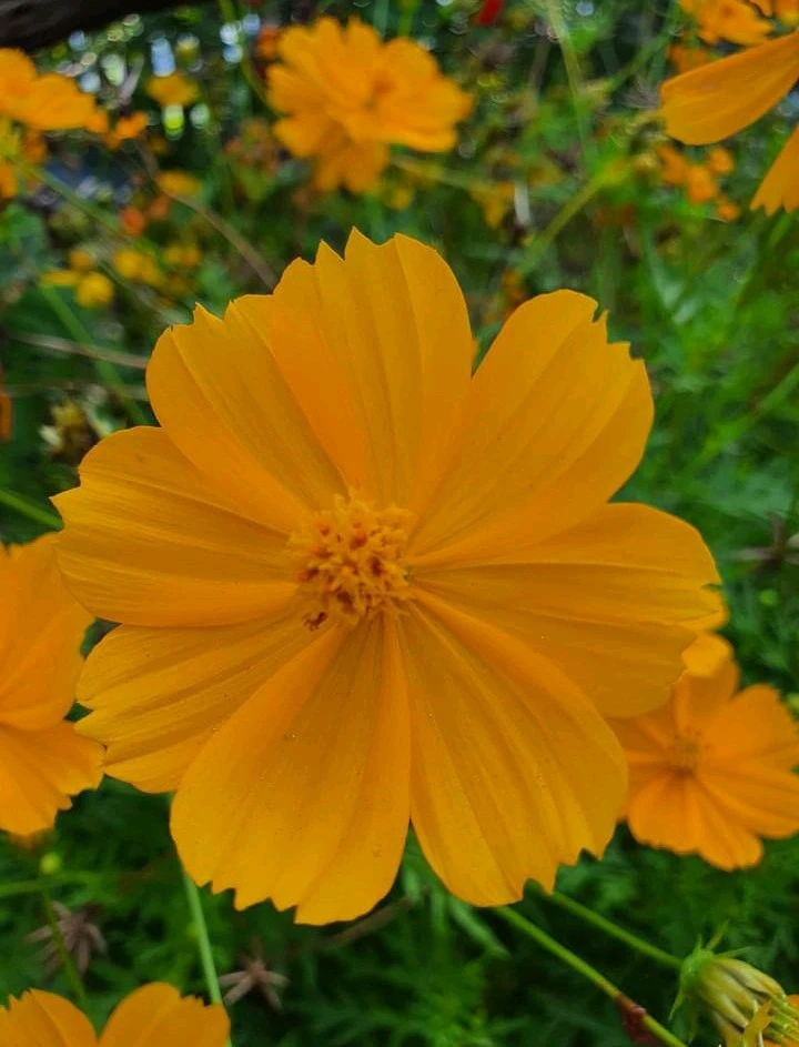 Image uploaded by Mau✨