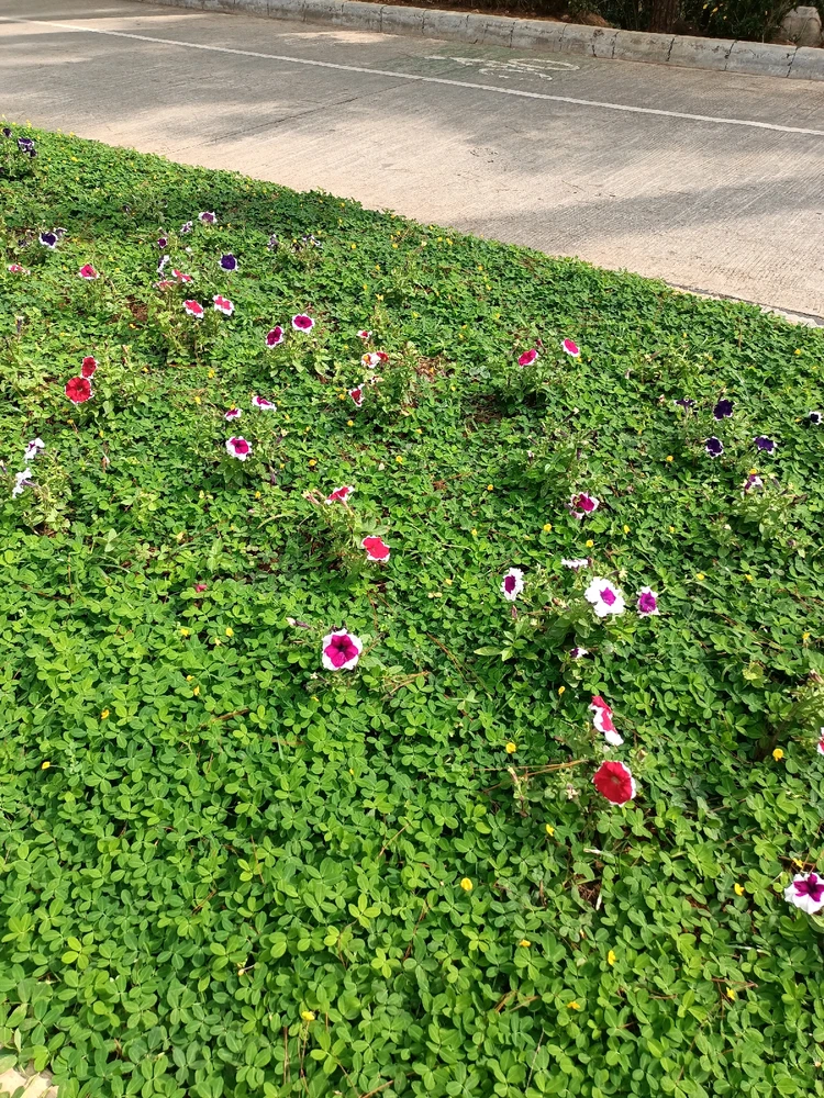 mi پاران اپ لوڊ ڪيل تصوير