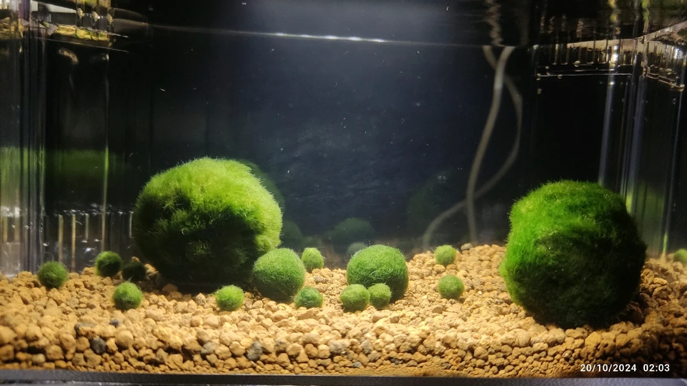 รูปที่อัพโหลดโดย Porupo