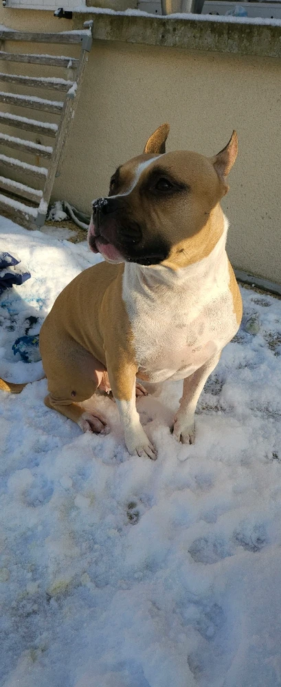 Ils resteront les meilleurs amis de l'homme pour toujours❤️