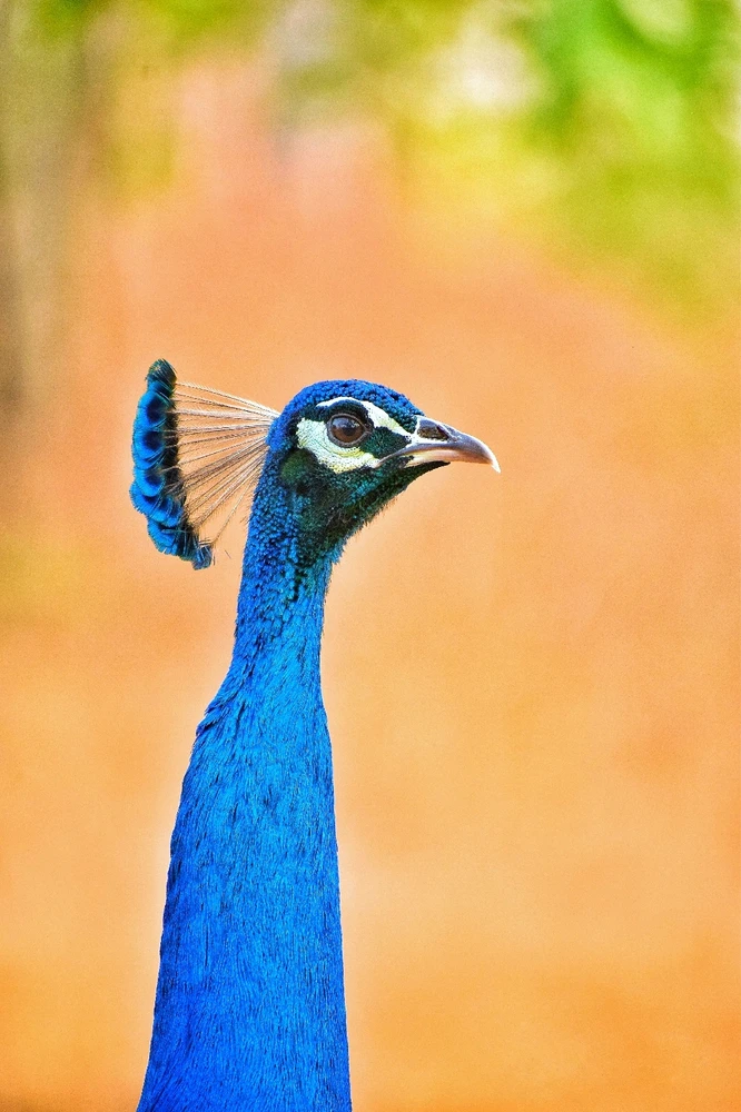 The Indian peafowl (Pavo cristatus), also known as the blue peafowl, is a large, colorful bird native to the India