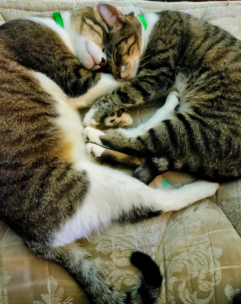 Image uploaded by Luxa