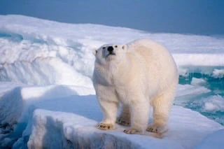A Polar bear looking really happy, and rather cuddle worthy.