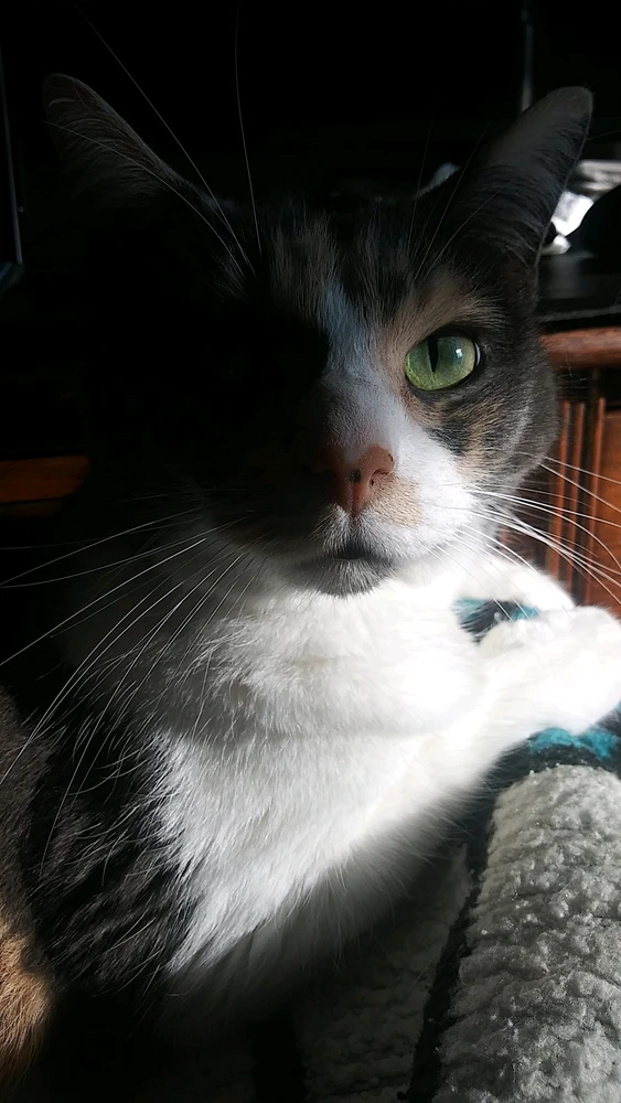 Image uploaded by Collin