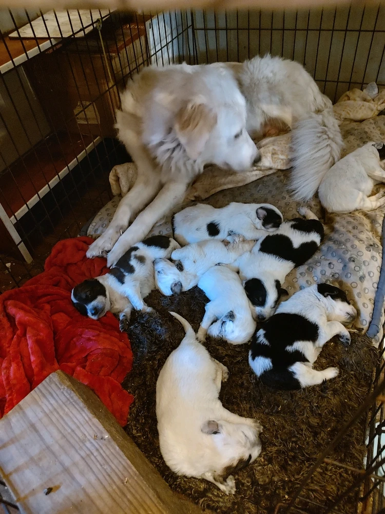 Image uploaded by Joanna