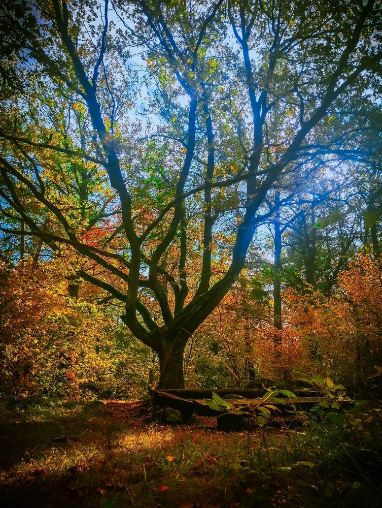 Image uploaded by Ksenija Krantz