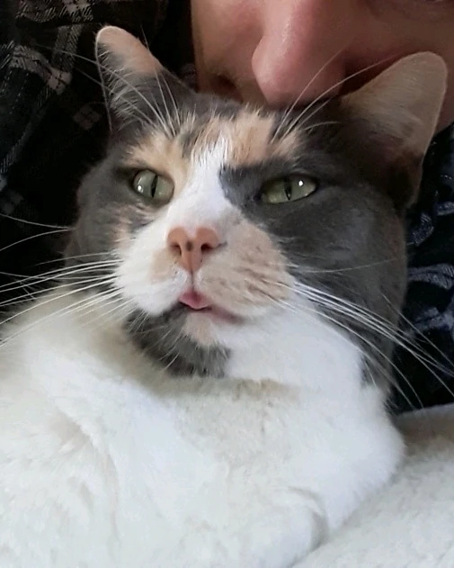 She is a lightwashed calico and she is about 12.5 years old!