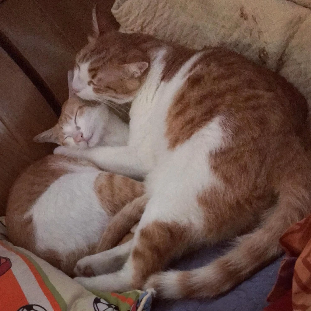 Ảnh do Thomas tải lên