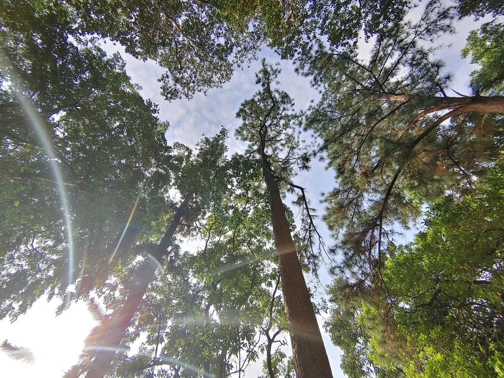 Canopy in the park.