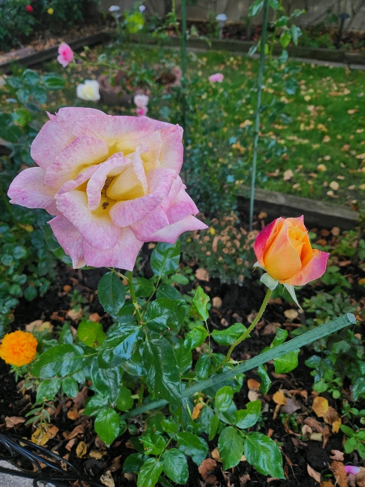 Image uploaded by 《🌹.::Lenöré::.🌹》