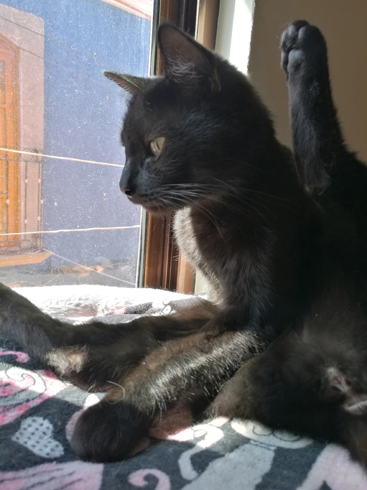 Image uploaded by ❤ Sophia aka Mango Mami ❤️