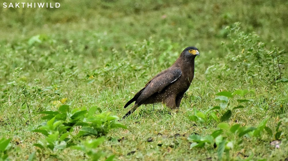 Crested serpent eagle is a kind of eagle that mainly diet on snakes