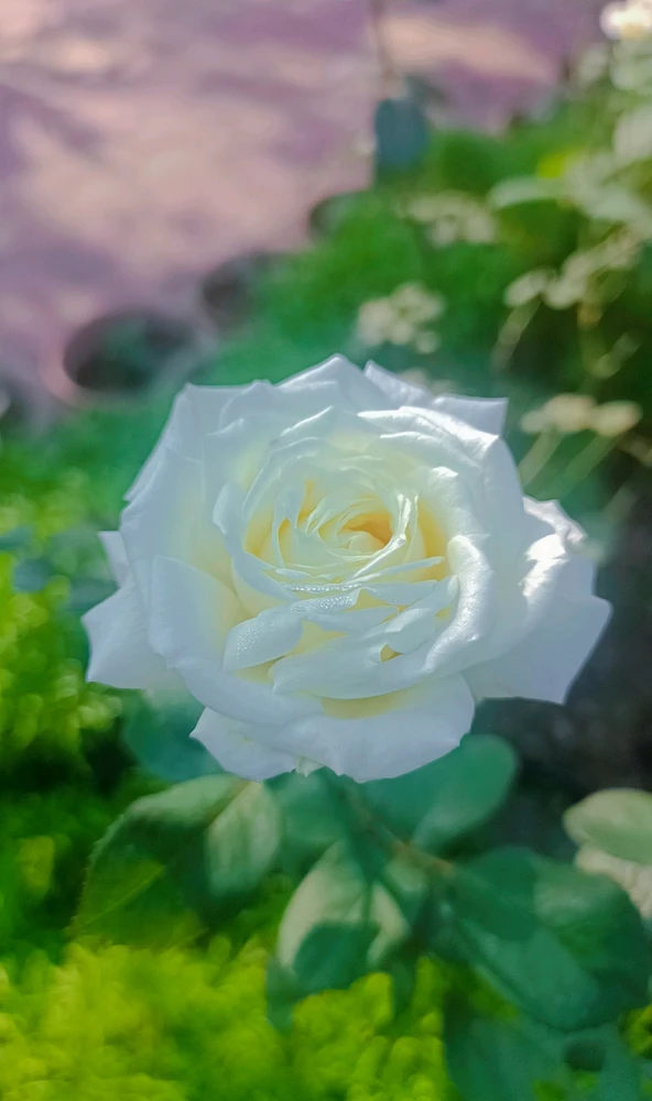 Image uploaded by Amu