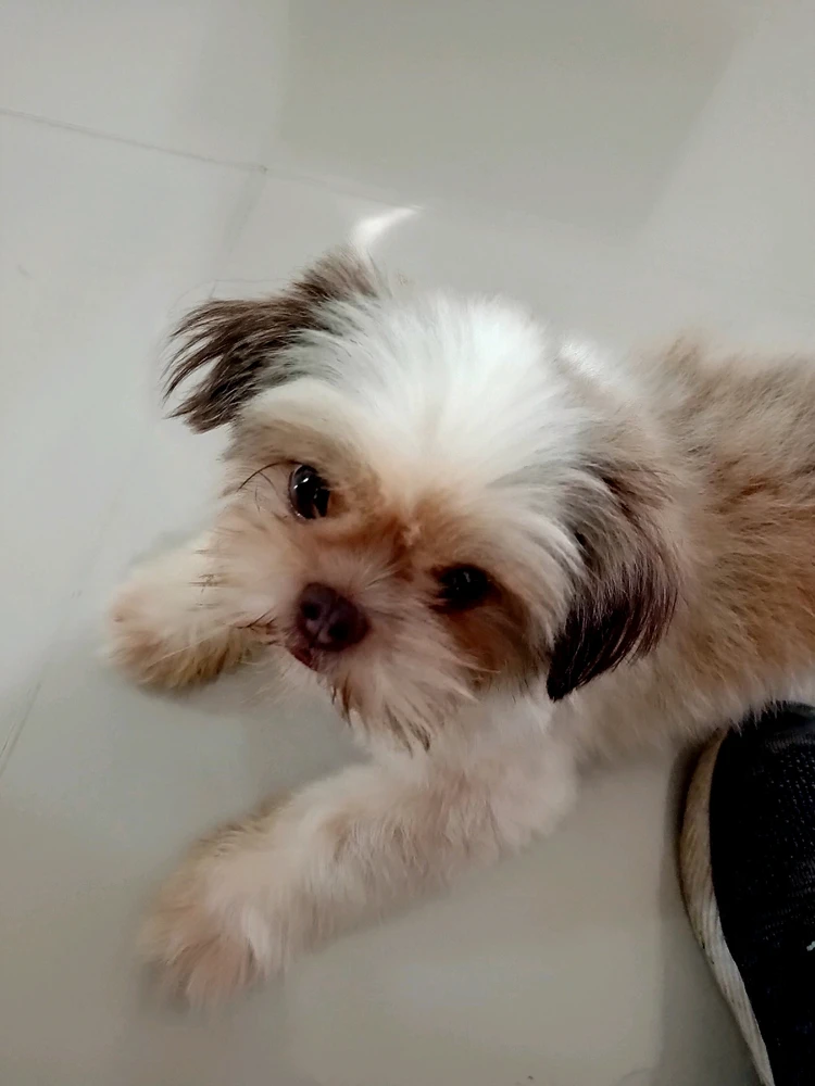 jj上傳的圖片