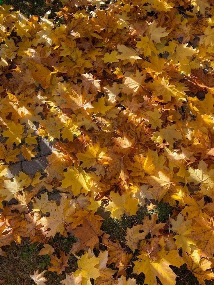 Image uploaded by Creer