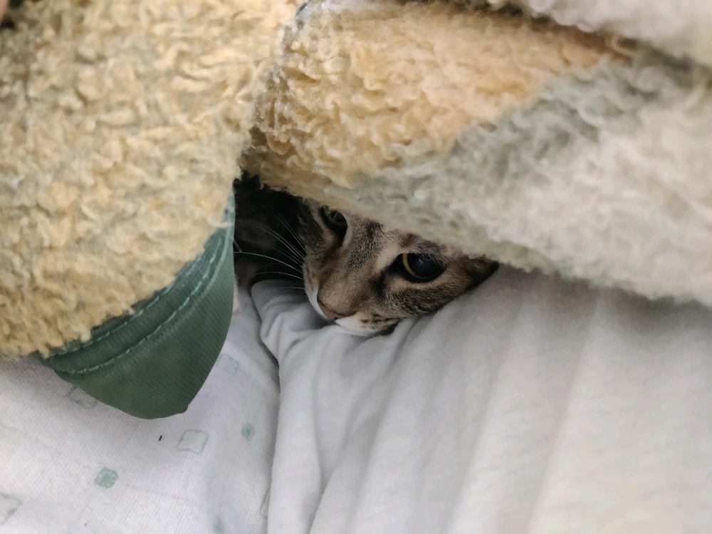 Sliku je učitao/la Nenad