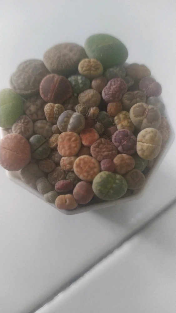 Gambar diunggah oleh Yuni