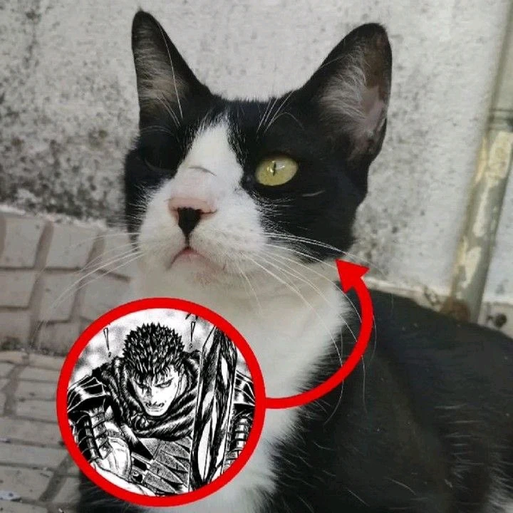 Nuotrauką įkėlė Diego Lujo