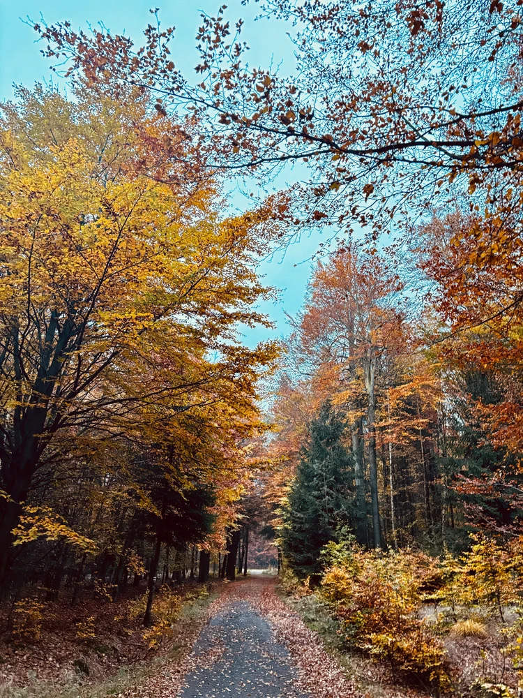 Obrázek nahrál Michaela