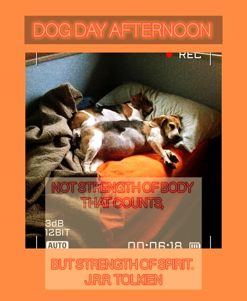 Haiku Dog Day Afternoon Afternoon Delight On the right side FINALLY Don't want to hear PEEP