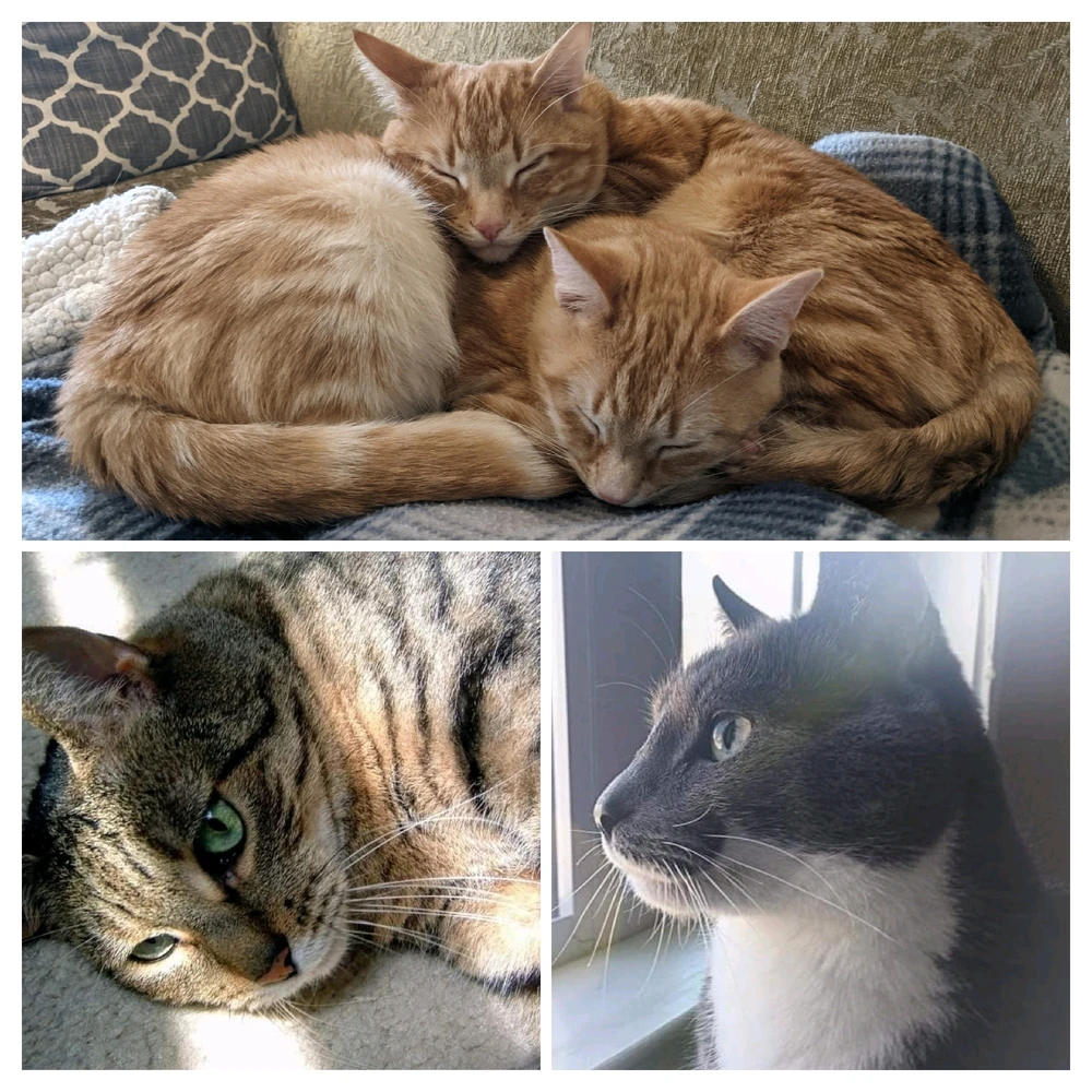 Image uploaded by Melissa