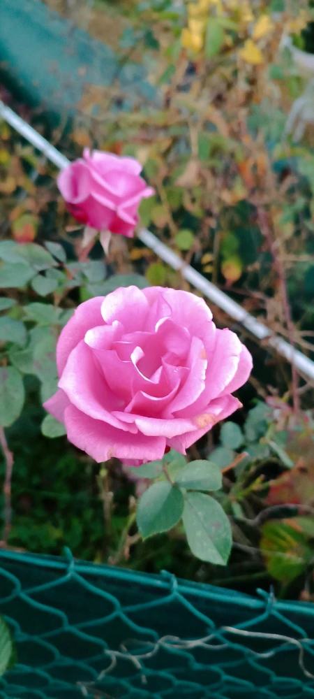 Obrázek nahrál Karel