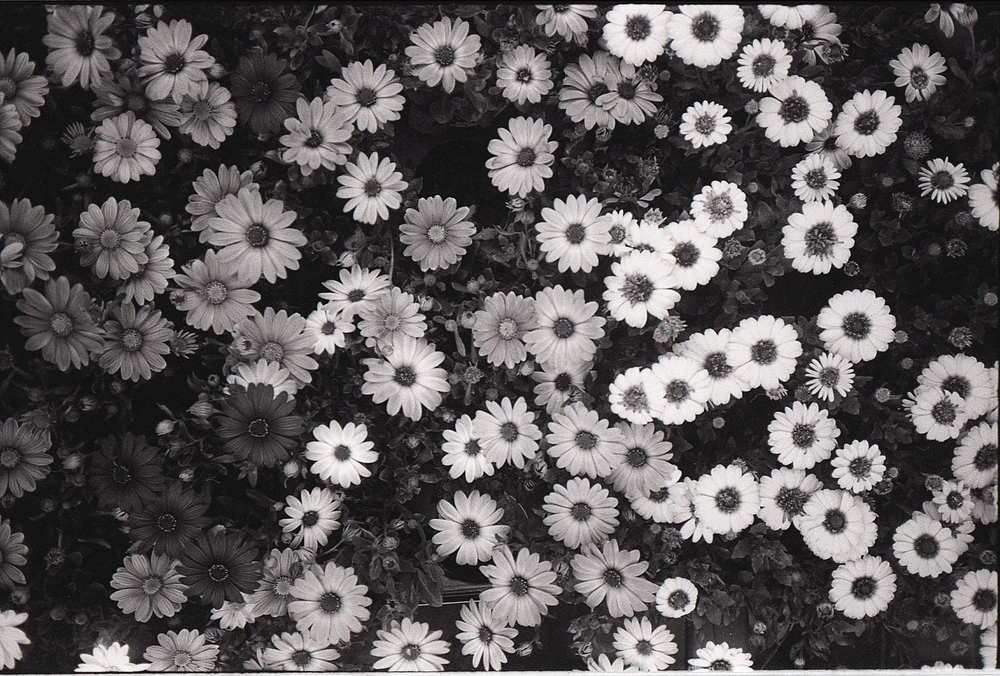 Obrázek nahrál Irónia