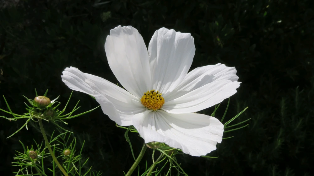 Image uploaded by Carlo