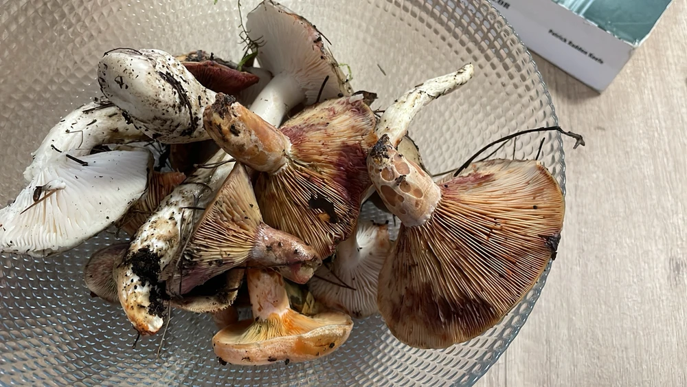 Imatge pujada per Xavier