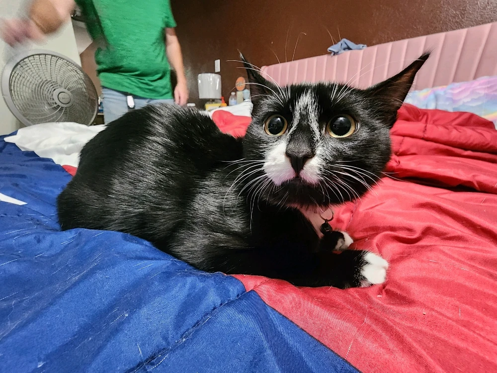 The lil baby I adopted 🥺