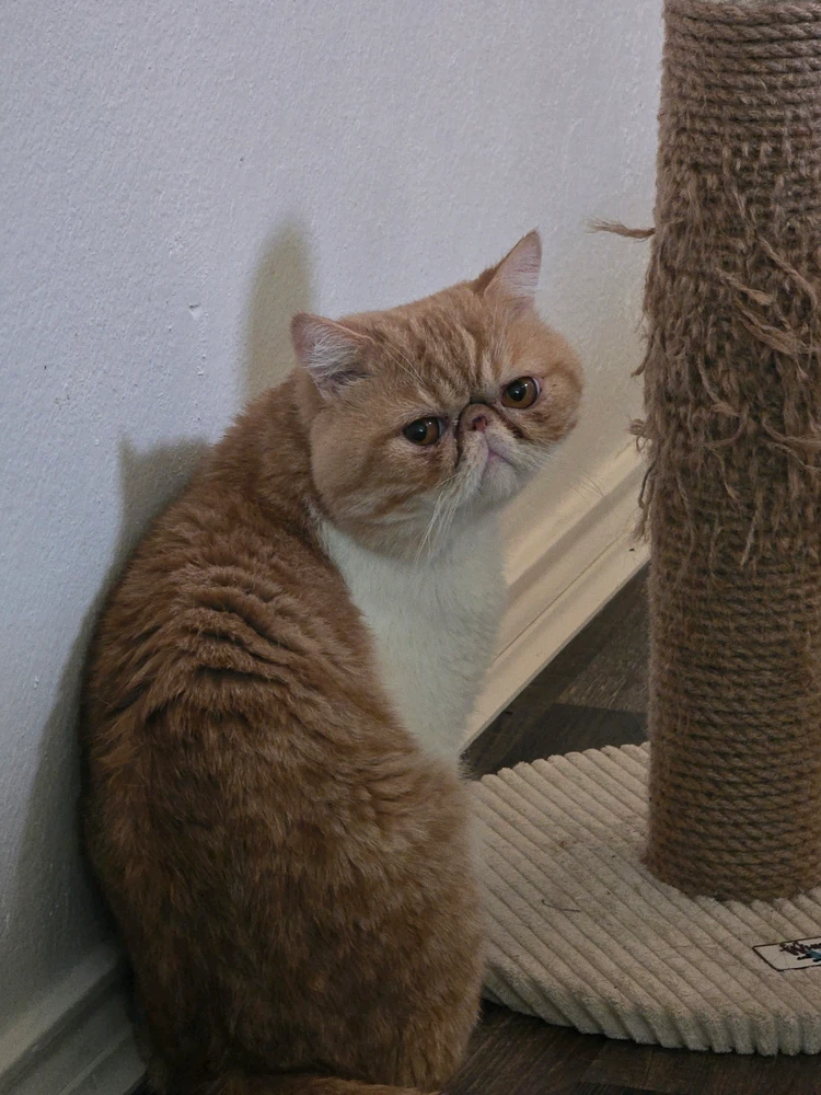 Image uploaded by Calvin