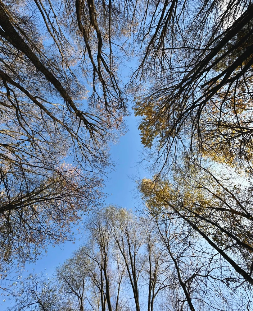 Obrázek nahrál Irónia