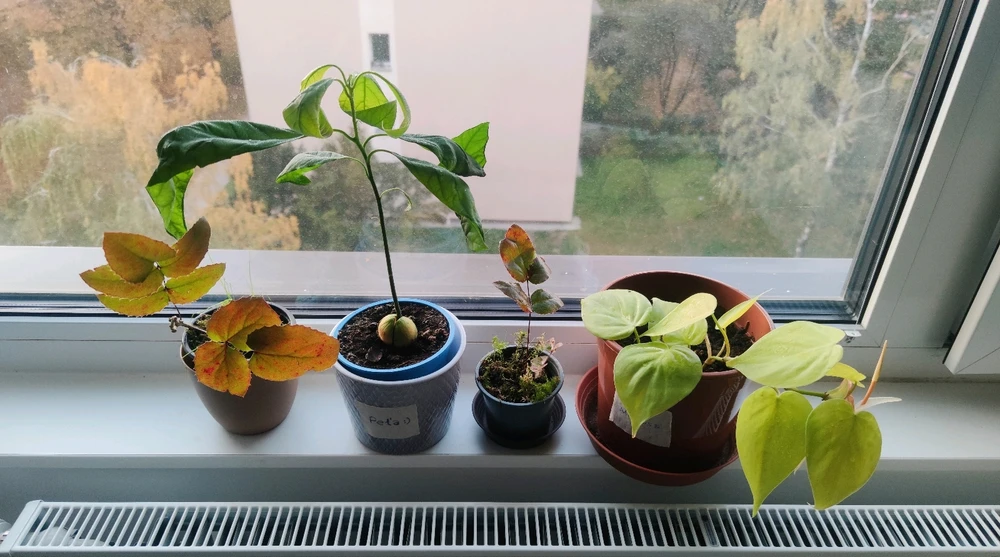 Obrázek nahrál 🧿