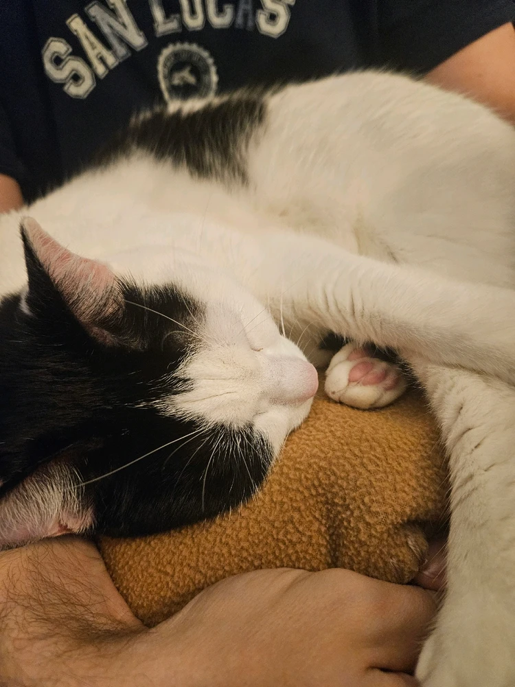 White cat with black spots sleeping on a tan fleece blanket on her owner's lap. Cute, pink toe beans sticking out. 