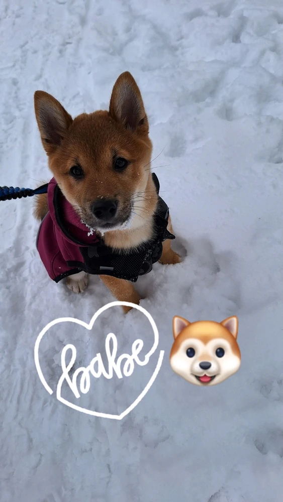 Obrázek nahrál Annie