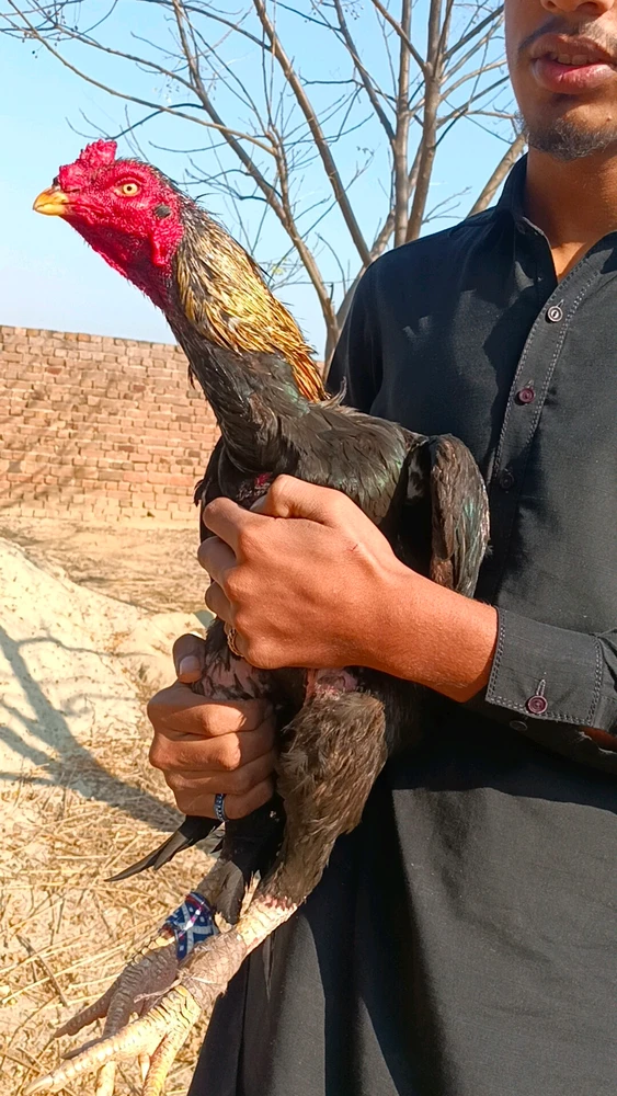 Immagine caricata da Baki