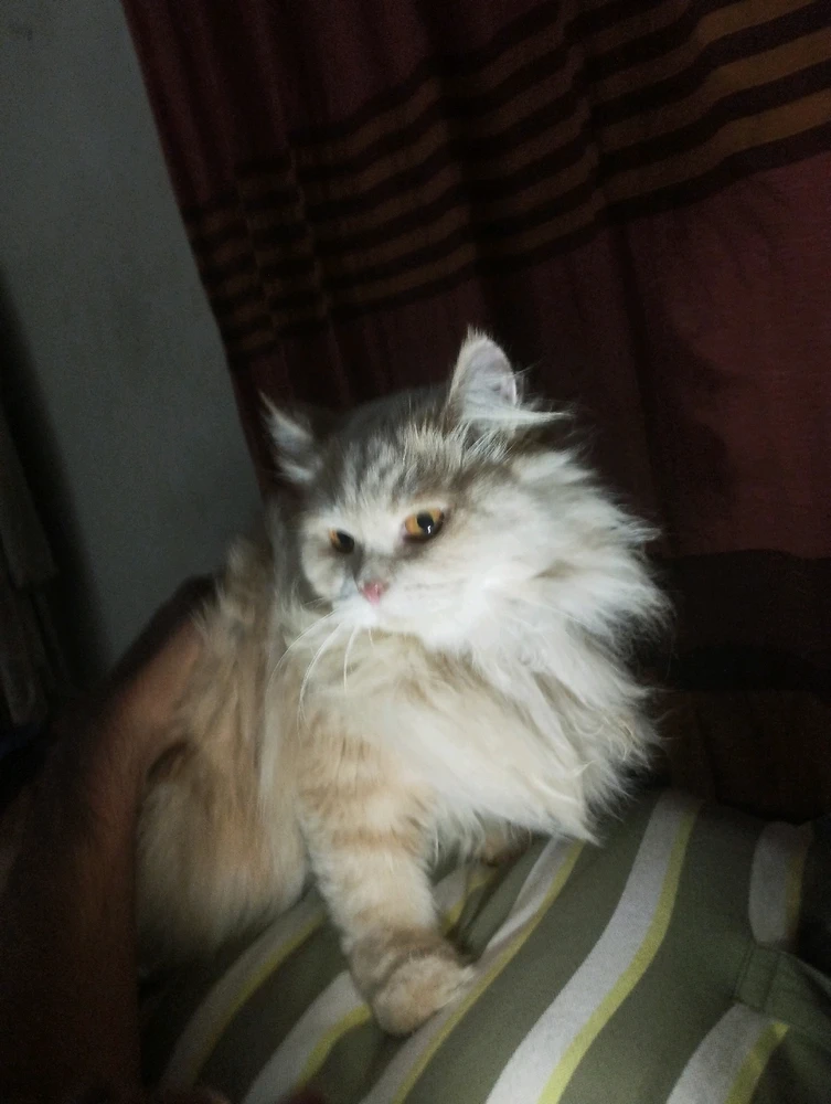 Image uploaded by Secret hadi