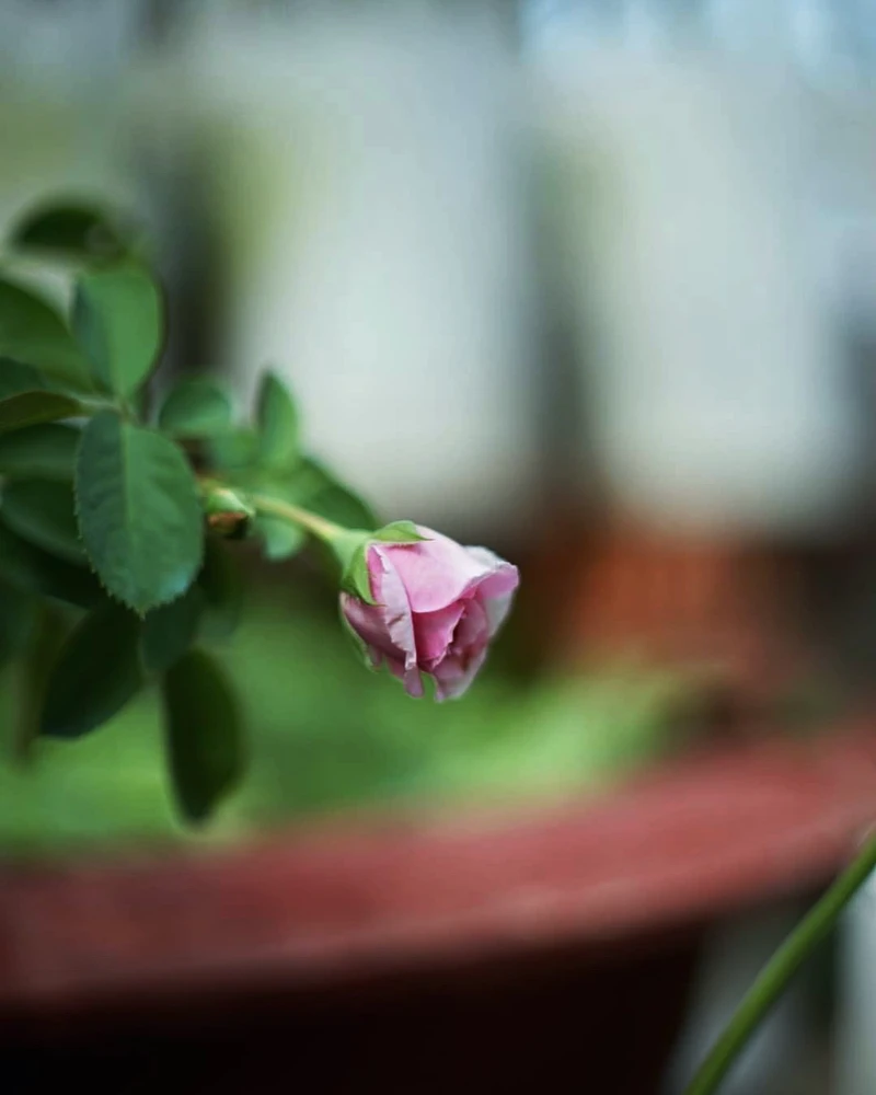 Ảnh do Ruby tải lên