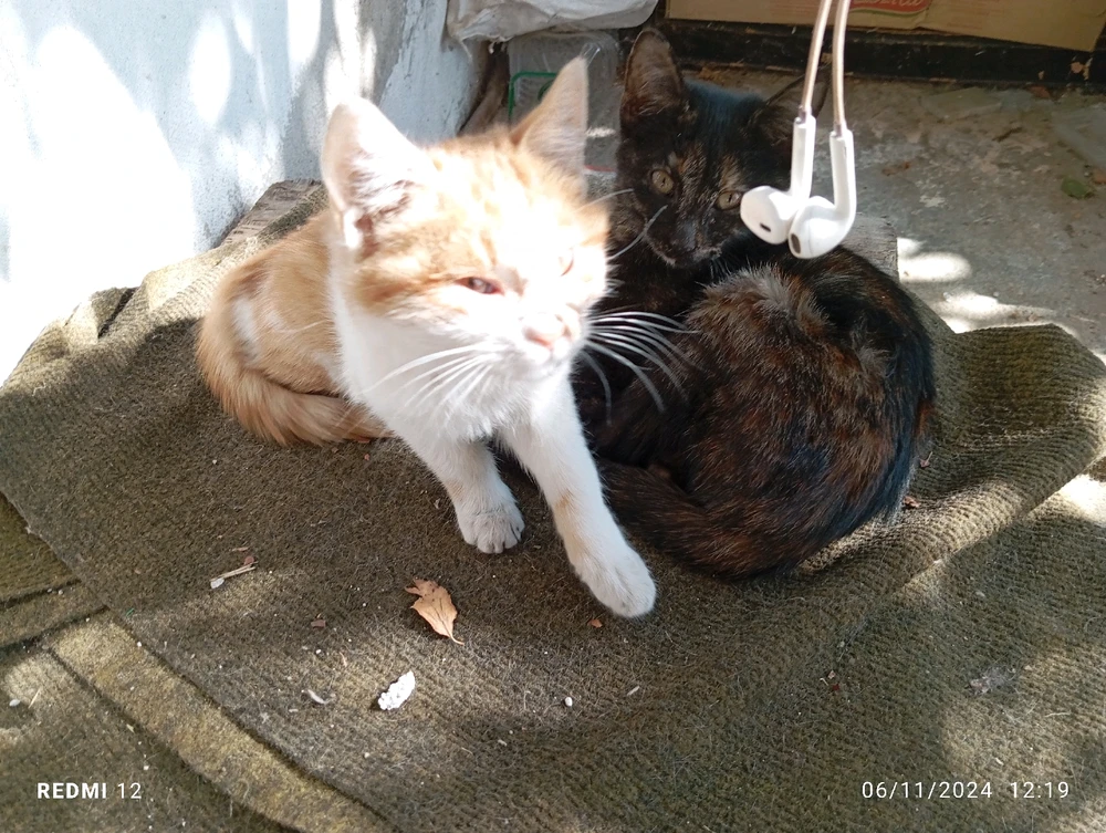 Mahmut Çiçek tarafından yüklenen görsel