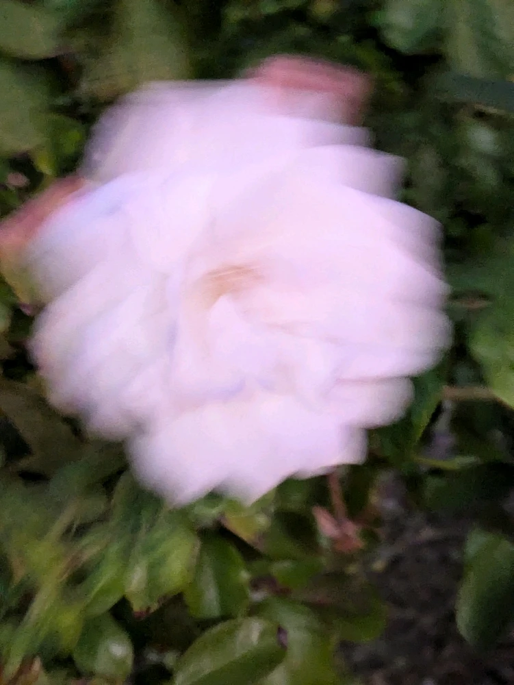 Image uploaded by Kea