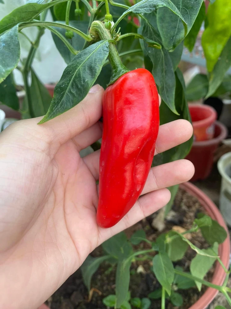 Ảnh do Ruby tải lên