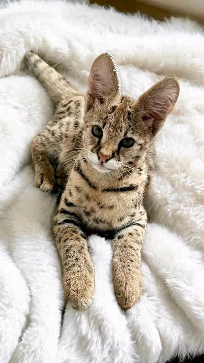 Image uploaded by 𝓢𝓮𝓻𝓮𝓷 • 𝓢𝓮𝓻𝓮𝓷𝓭𝓲𝓹𝓲𝓽𝔂