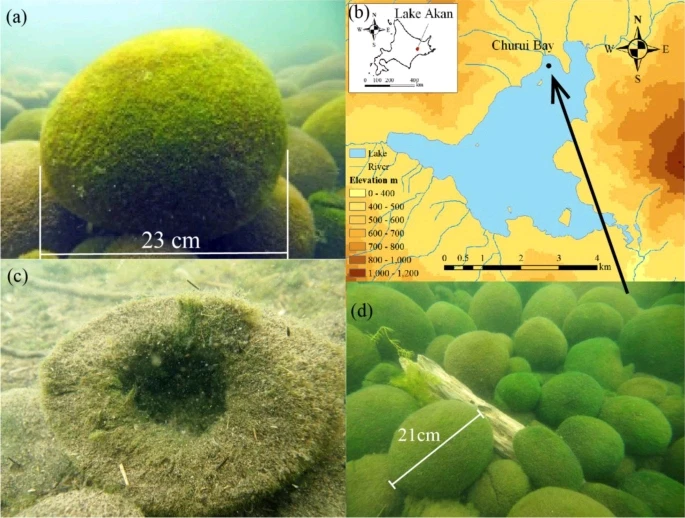 Image uploaded by Lucky