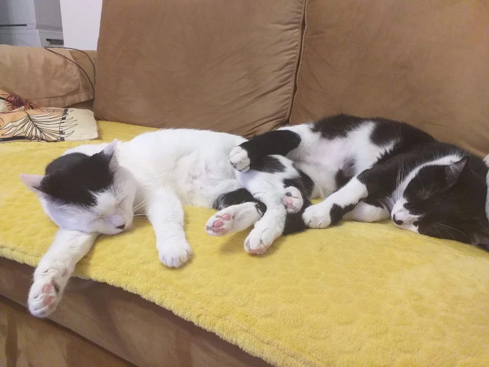 Imagine încărcată de Razvan