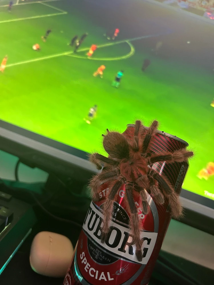 Pyro tarafından yüklenen görsel