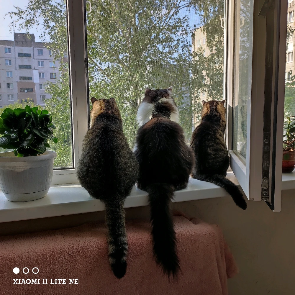 Фото загрузил Янина