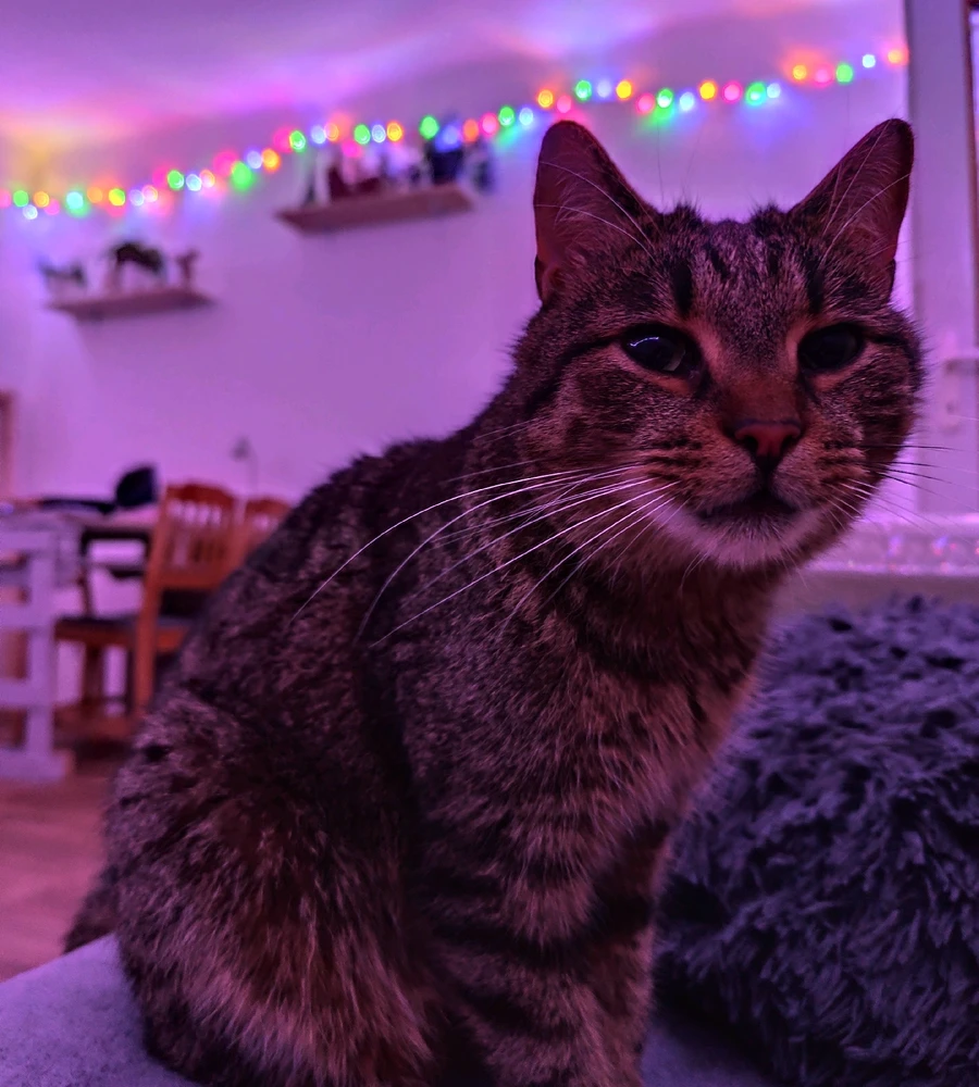 Obrázek nahrál Sára