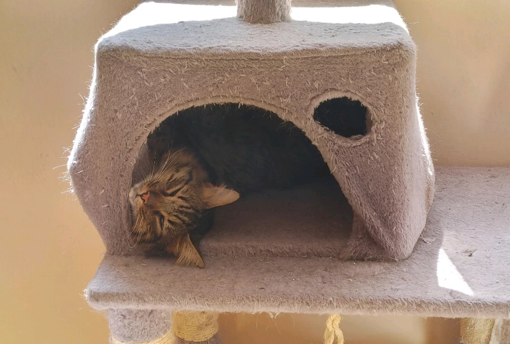 GIF gi-upload ni ❤ Sophia aka Mango Mami ❤️