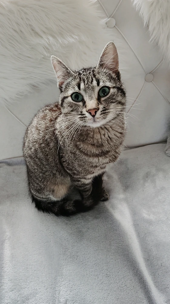 Imagine încărcată de Tricolici