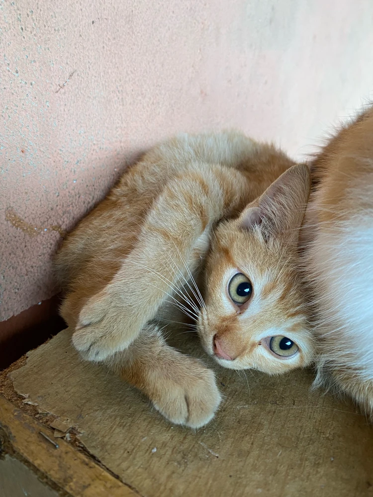 GIF uploaded by Mademoiselle Amy